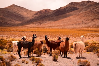 group of lama on field
