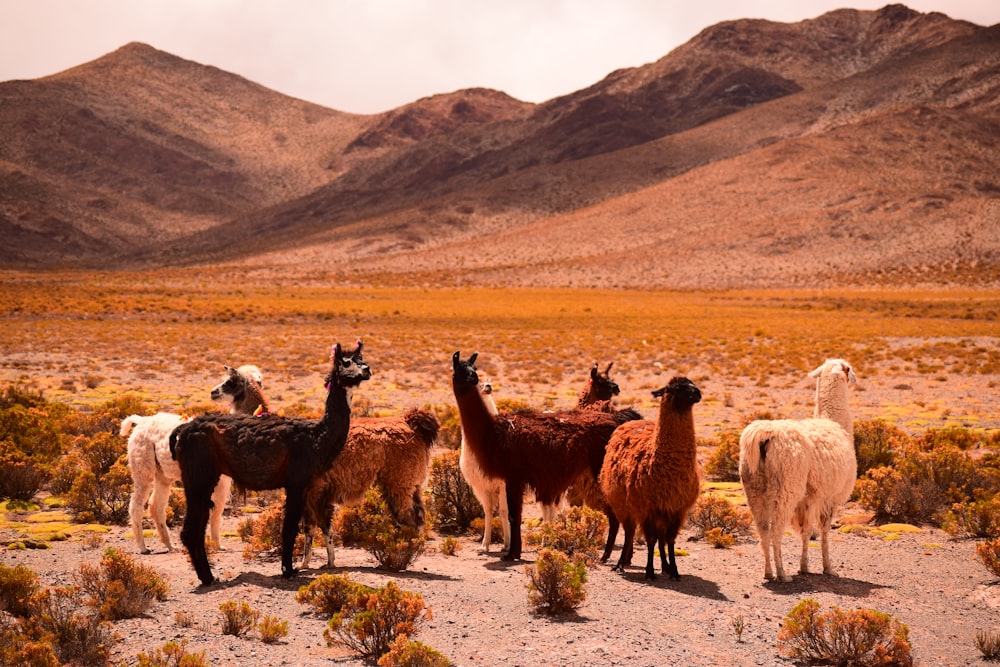 group of lama on field