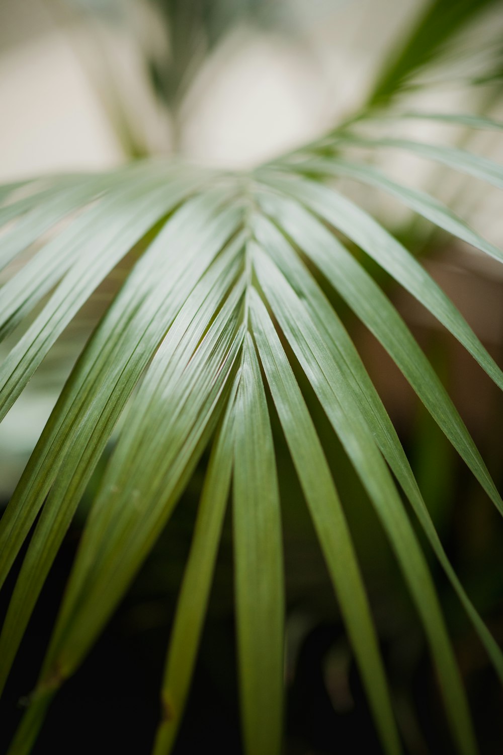 green palm plant