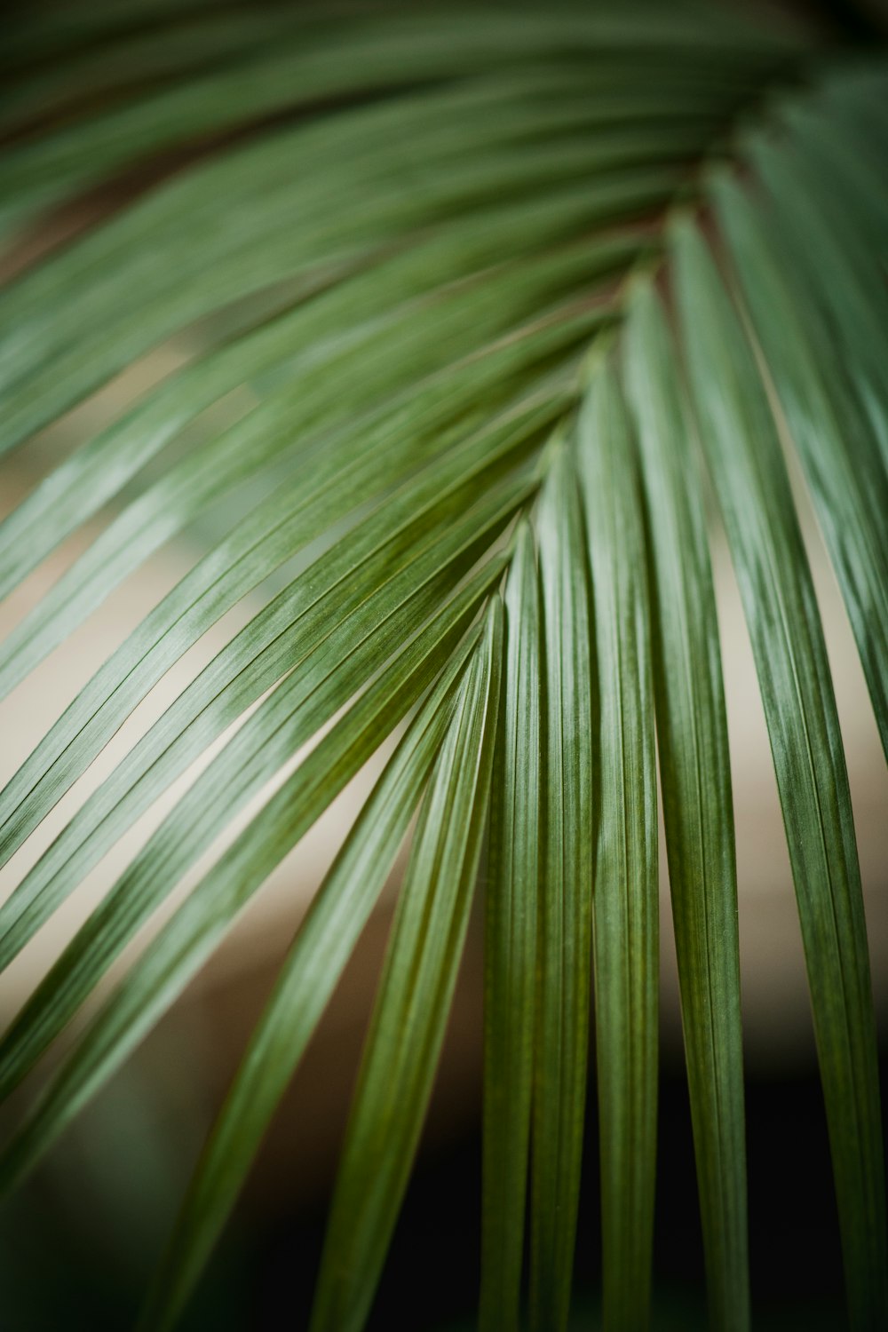 green-leafed plant