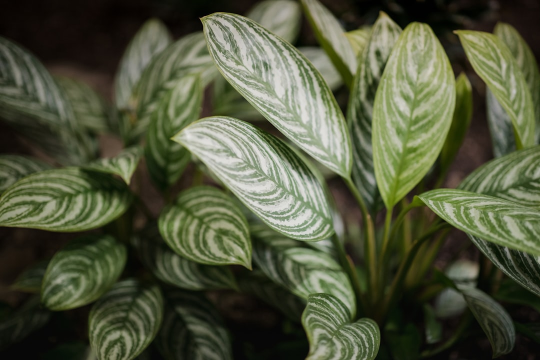 green-leafed plant