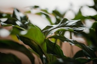 Close-up of local Amazonian flora with soft natural light highlighting the vibrant green leaves.