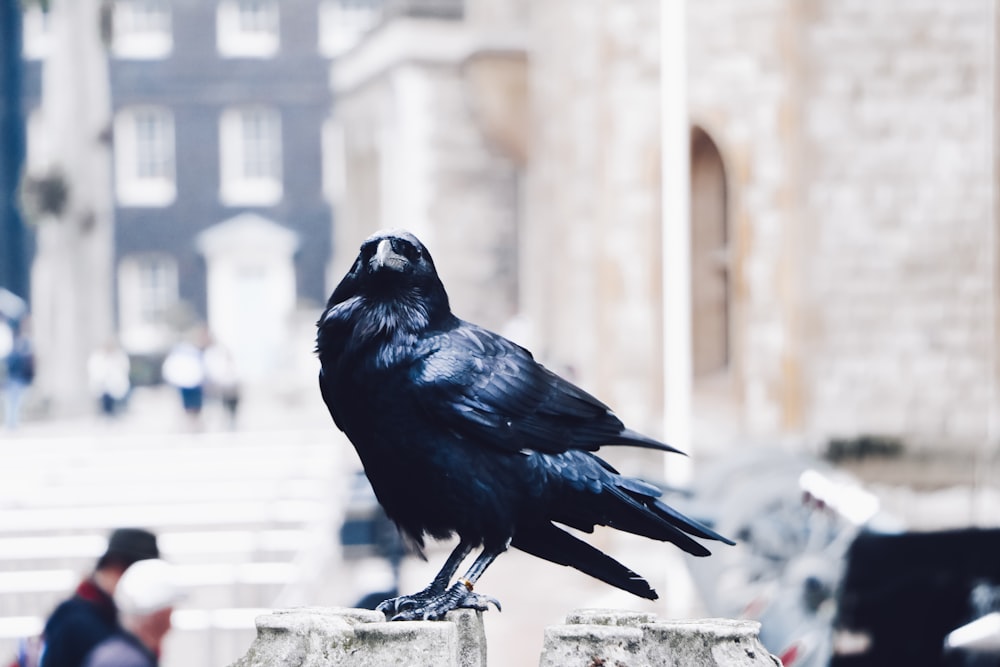 black bird on brown pavementt