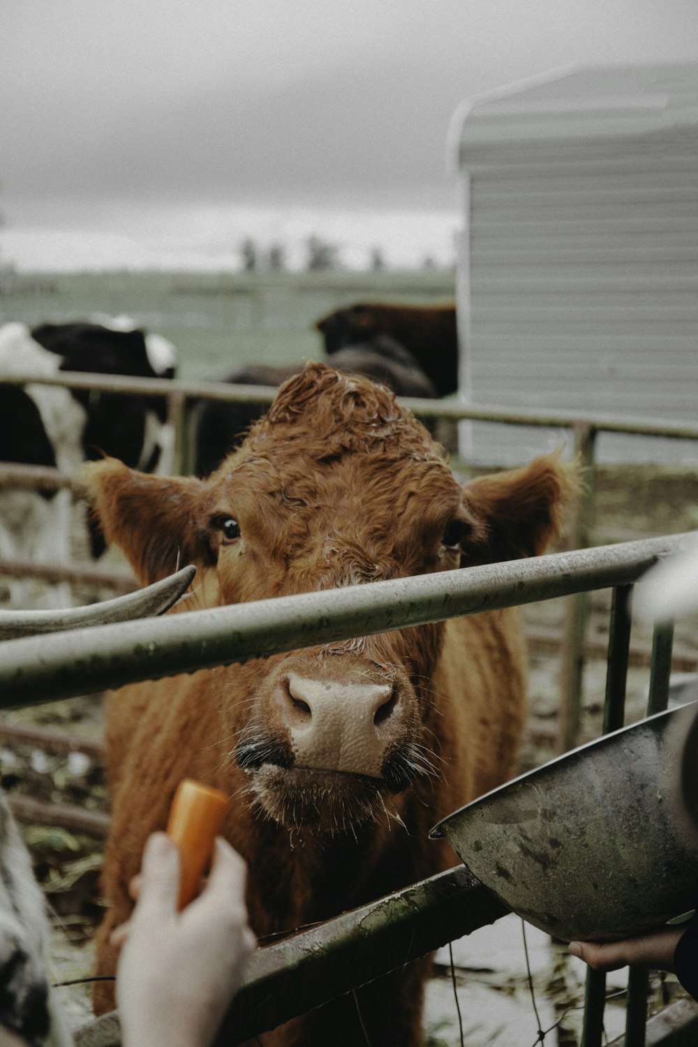 feeding brown cattle