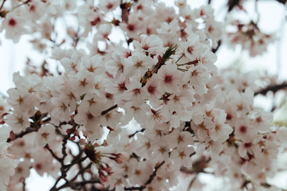 white cherry blossoms