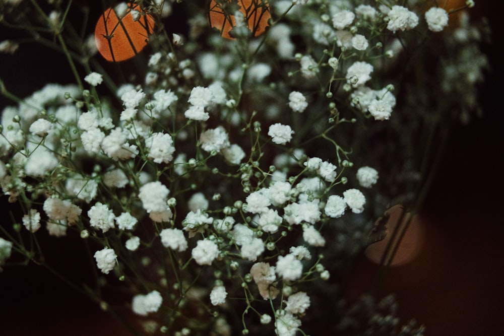 fleur à pétales blancs