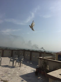 A white dove in flight against a soft blue sky, symbolizing peace and the Holy Spirit.