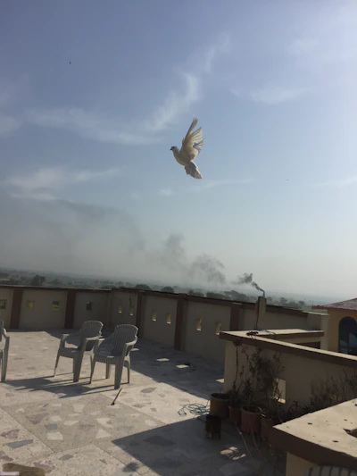 A gentle white dove taking flight against a soft, cloudy sky during a heartfelt memorial.
