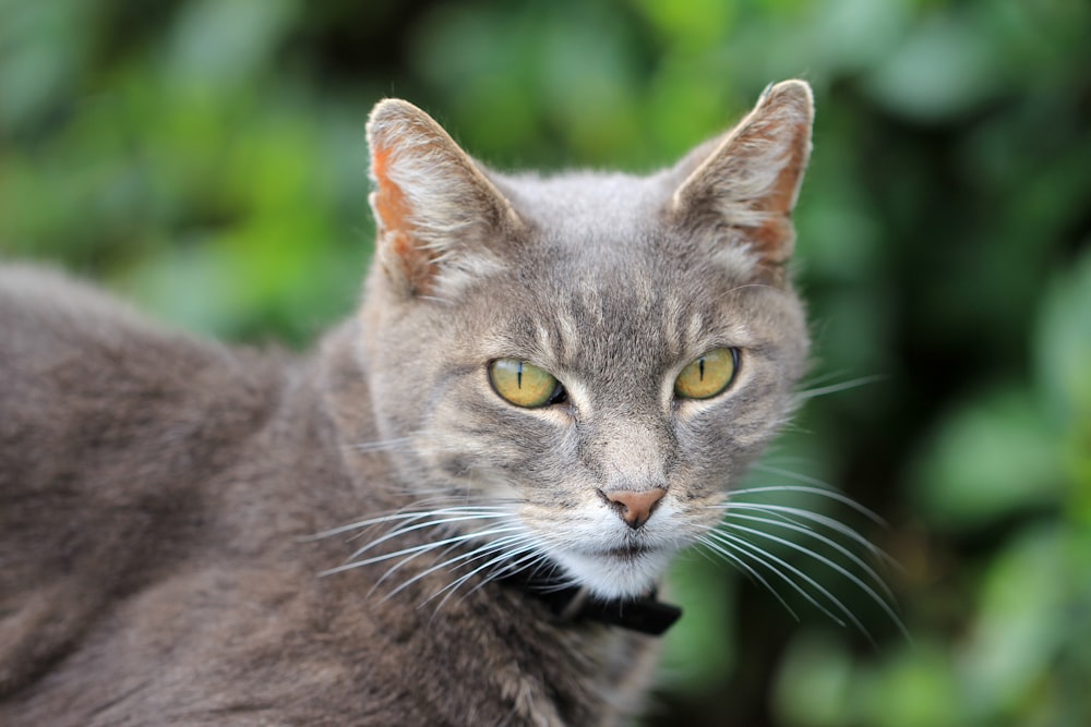 selective focus photography of grey cat