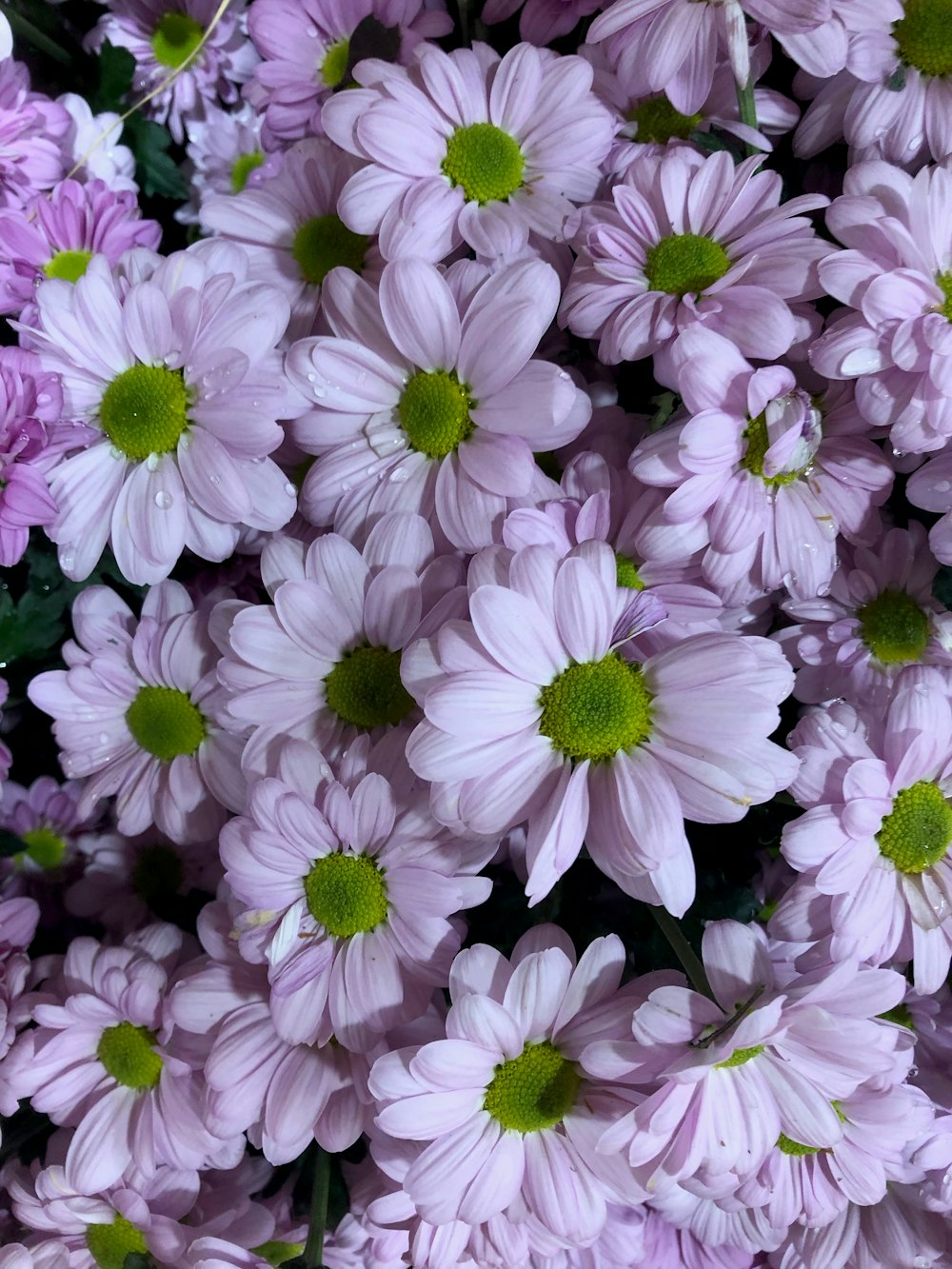 pink daisy flowers