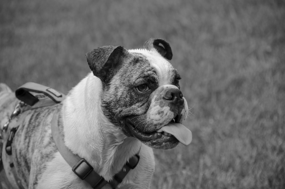 adult brindle and white American pit bull terrier