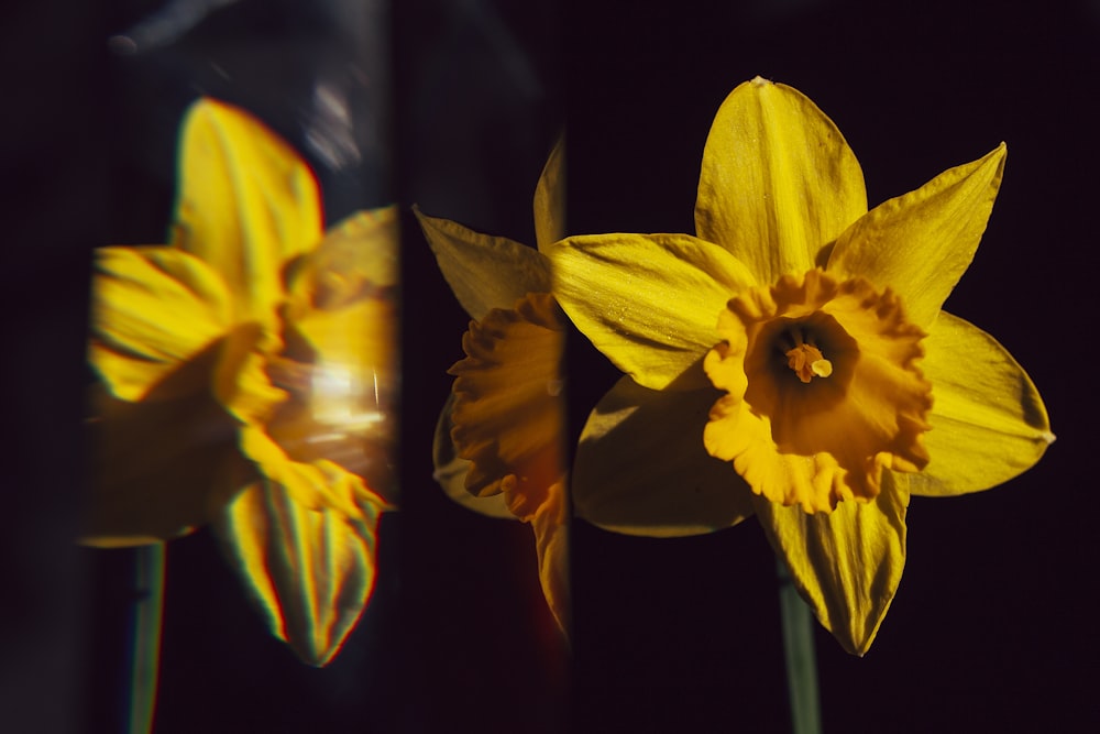 yellow 6-petaled flower