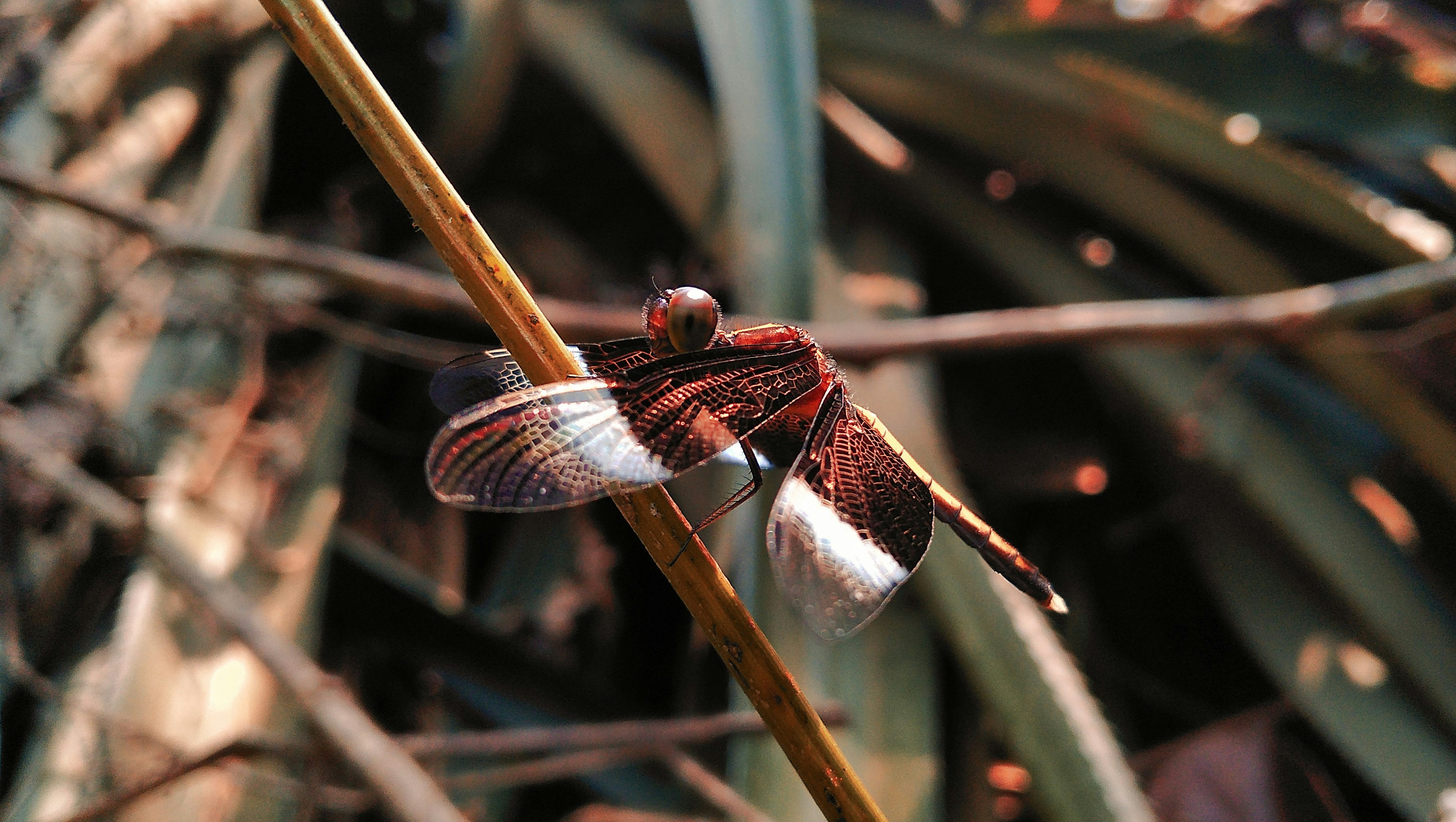 Photo by deepakdcopz007