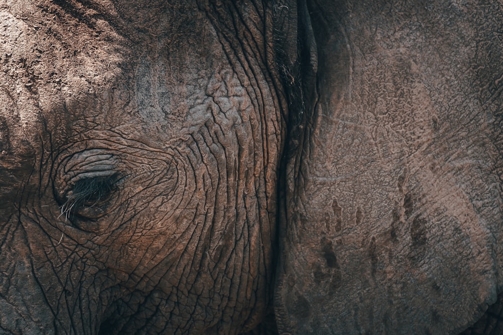 Photographie en gros plan de l’éléphant brun