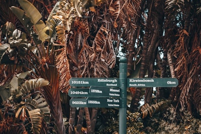 A signpost stands amidst dense, lush tropical foliage, displaying directions to various international destinations such as Edinburgh, Missouri, and New York. The leaves around the signpost have a rich, earthy tone, suggesting a location deep in nature.