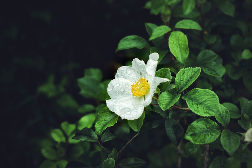 fleur à pétales blancs en photographie en gros plan