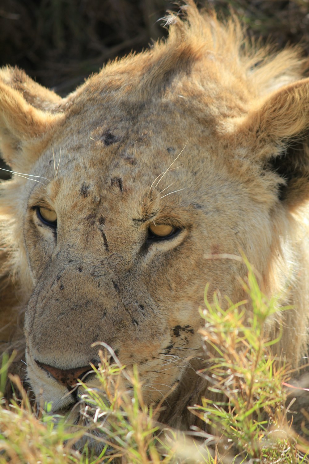 adult lion