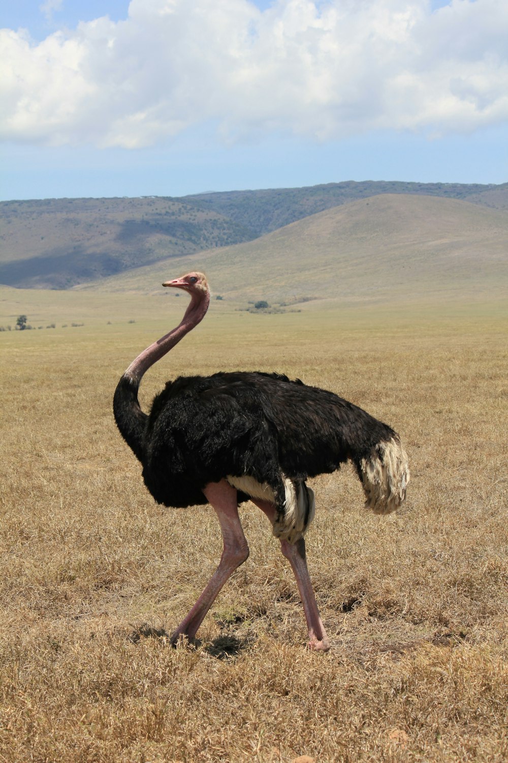 avestruz preto no campo gramado