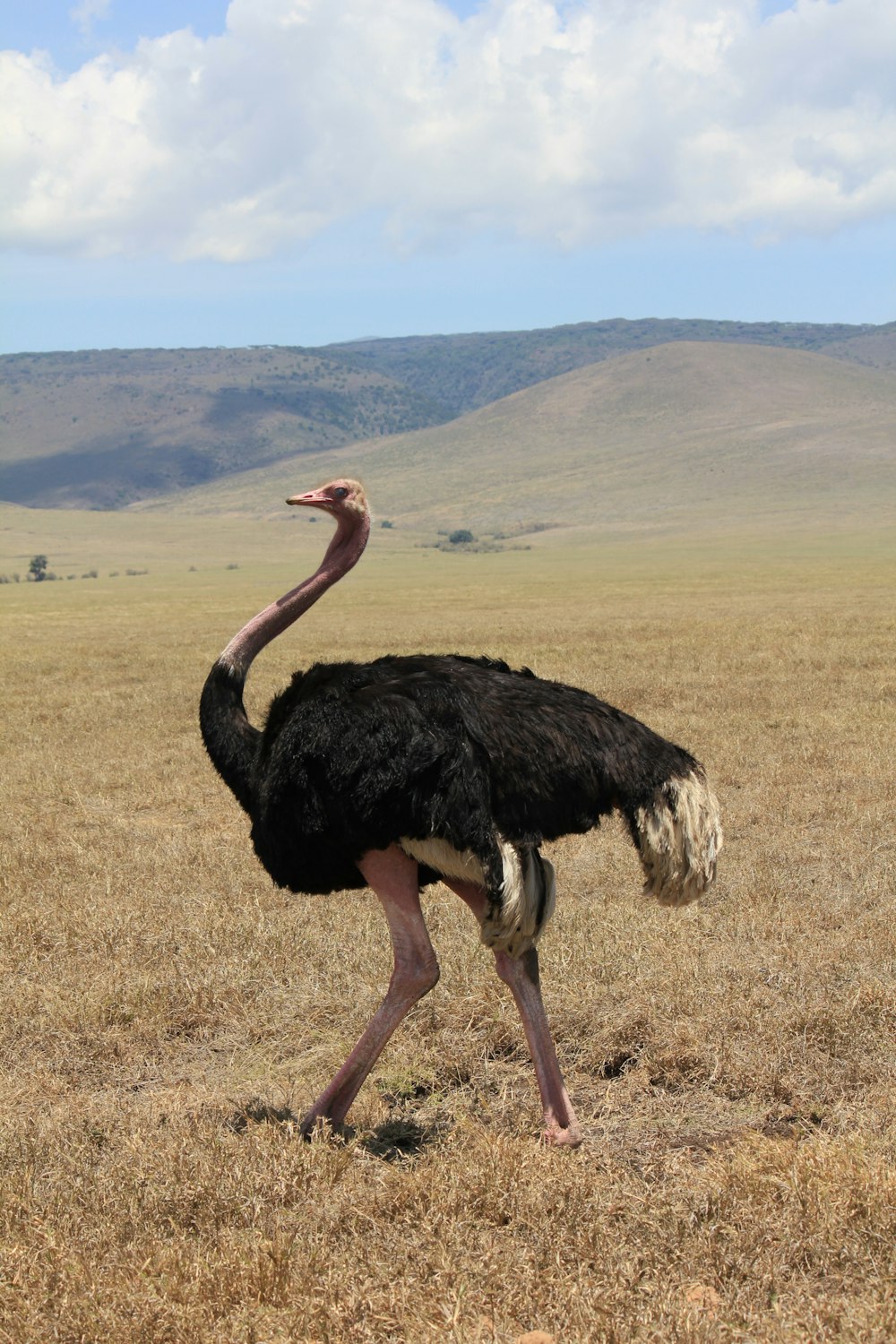 Schwarzer Strauß auf Wiese