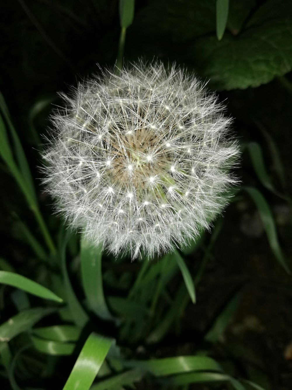 white dandelion