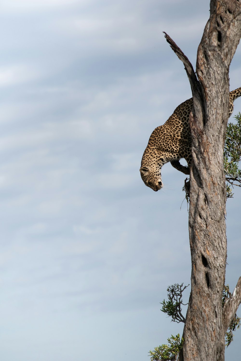 leopardo marrone sull'albero