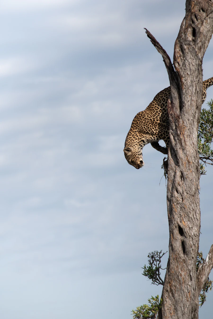 Big-cat tracking