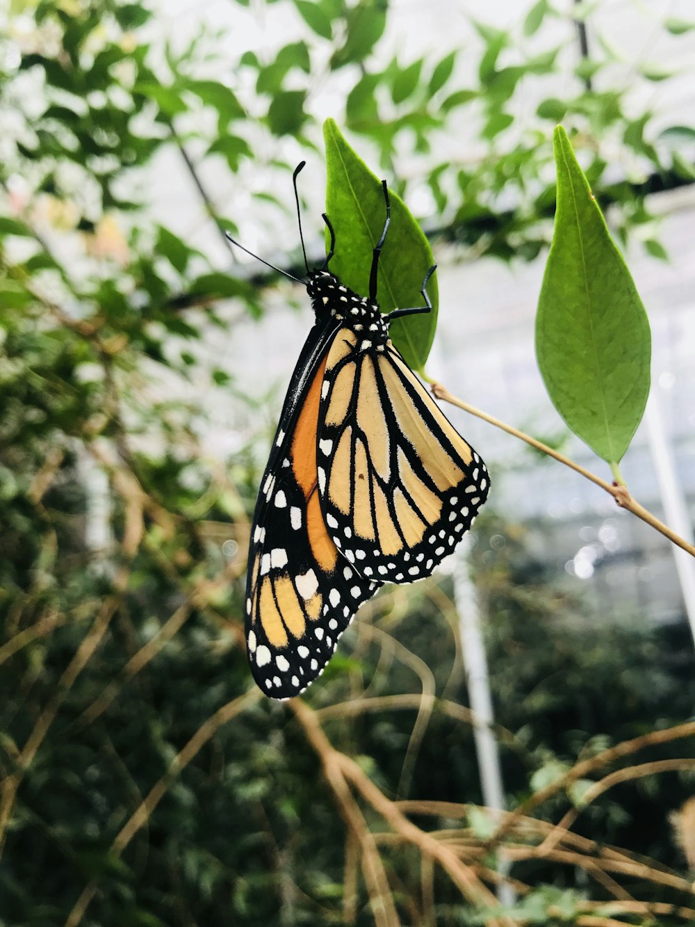 gelber und schwarzer Schmetterling