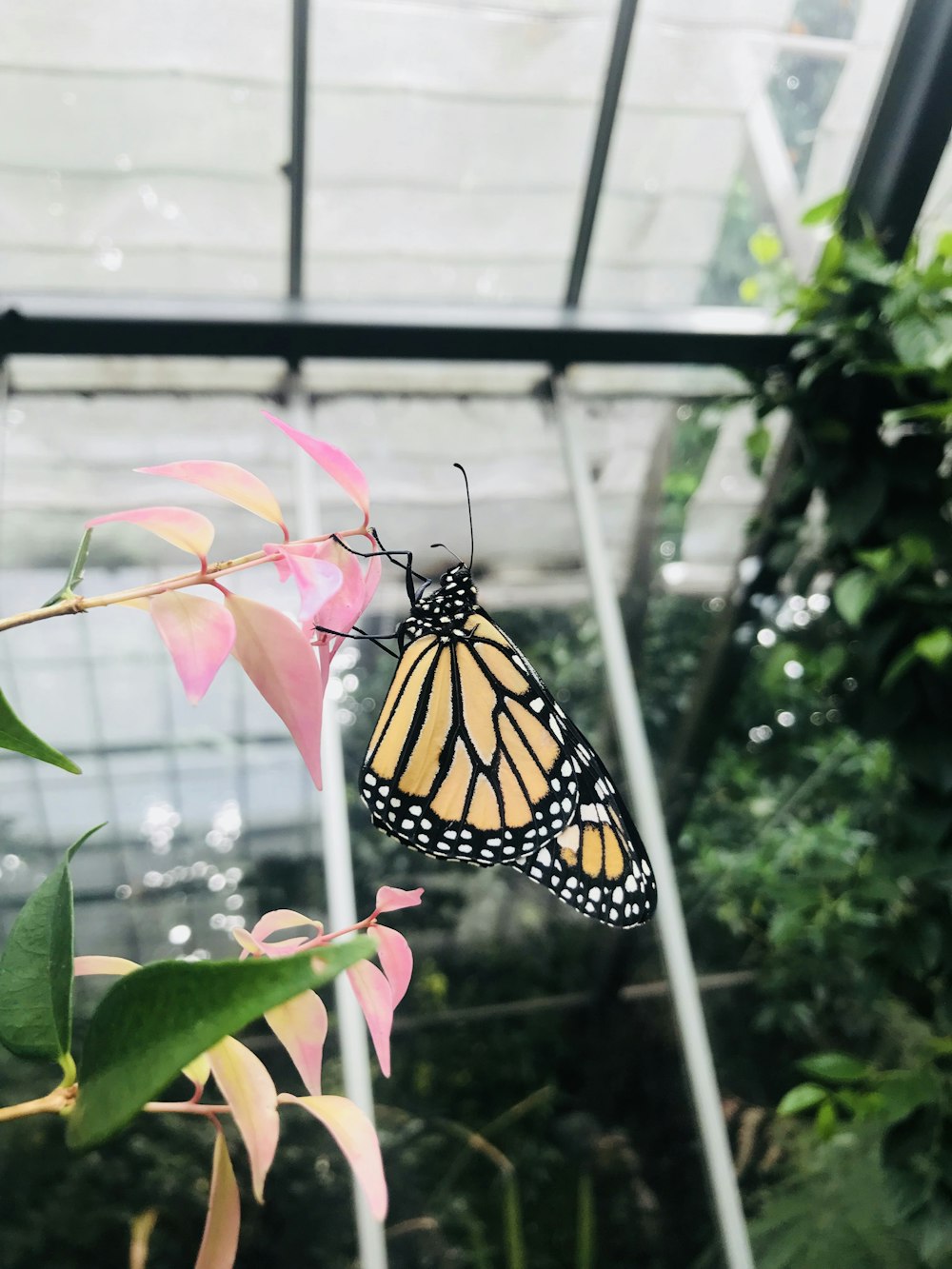 shallow focus photo of brow and black butterfly