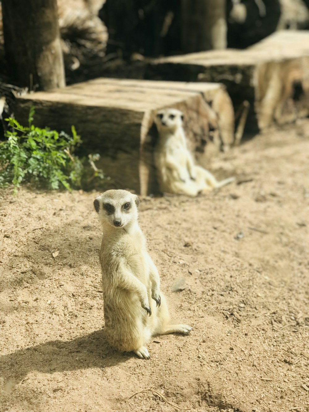 animal gris sur fond brun pendant la journée