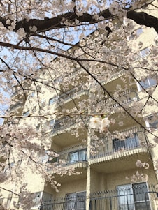 A cozy, sunlit apartment building surrounded by cherry blossom trees in full bloom.