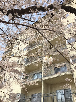 A cozy, sunlit apartment building surrounded by cherry blossom trees in full bloom.