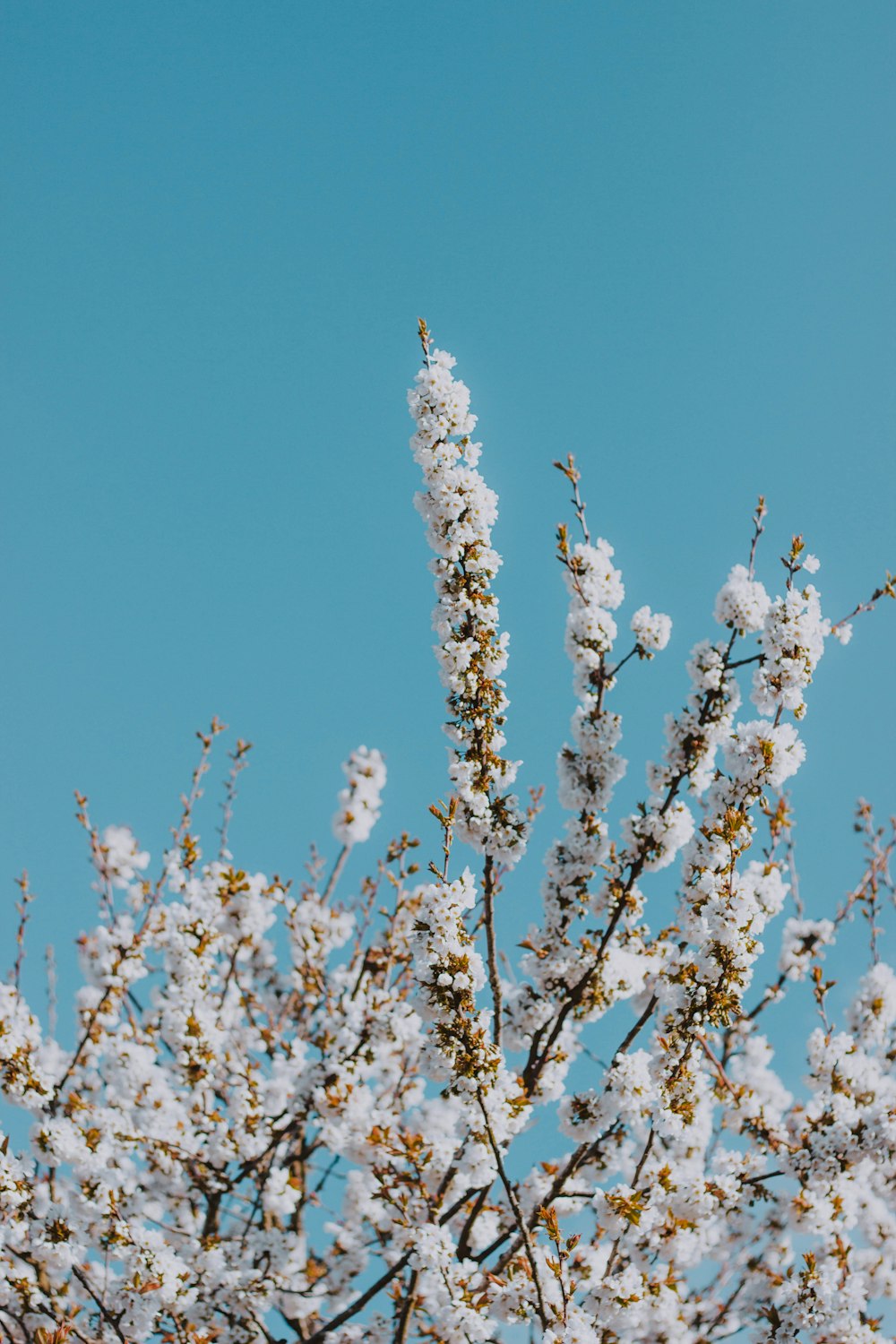 árbol de flores blancas