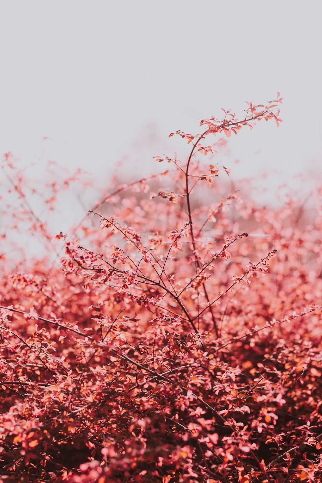 red flowering tree