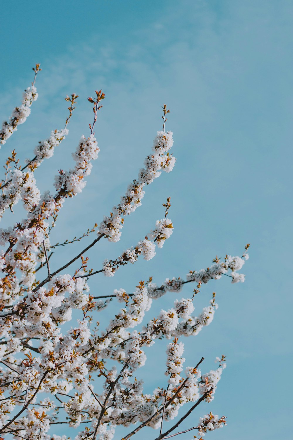 white-leafed tree