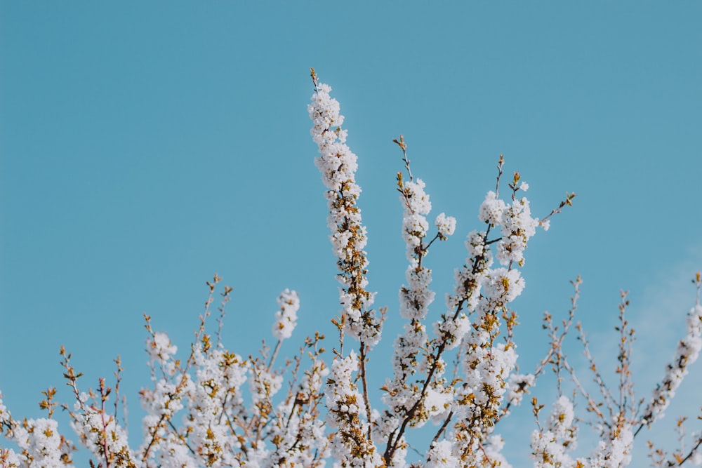 white sakura tree