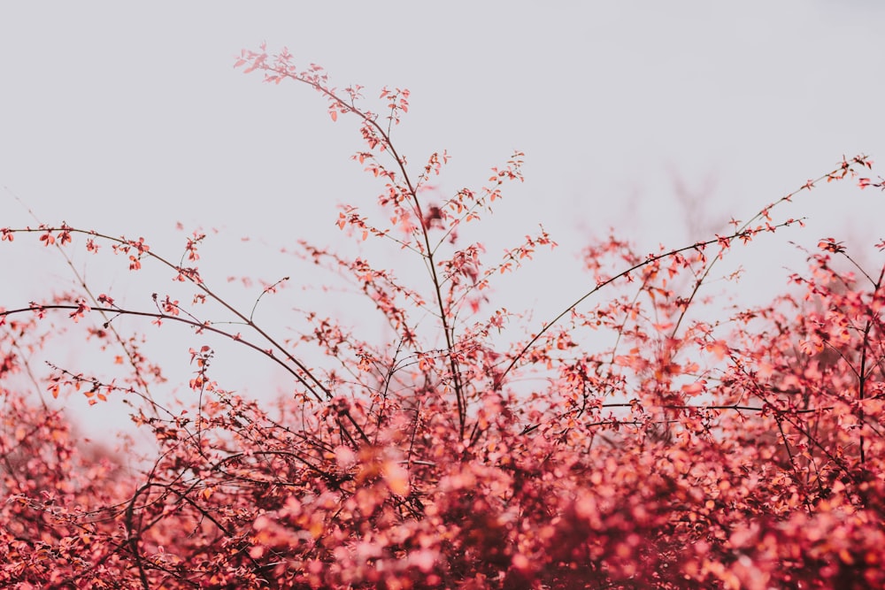 pink flowers in close-up photography