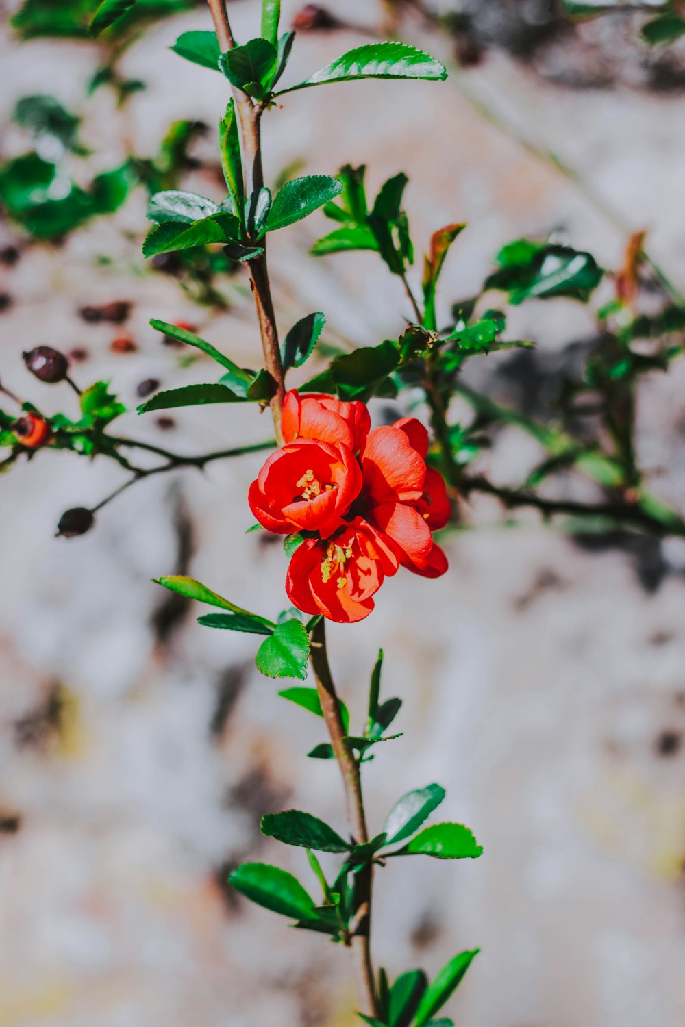 orange flowers