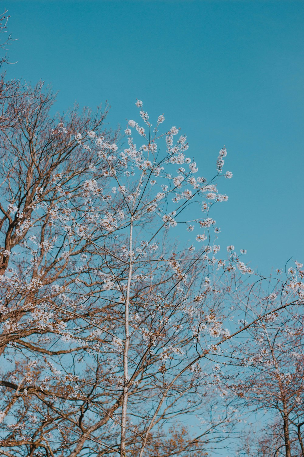 blooming white cherry blossoms