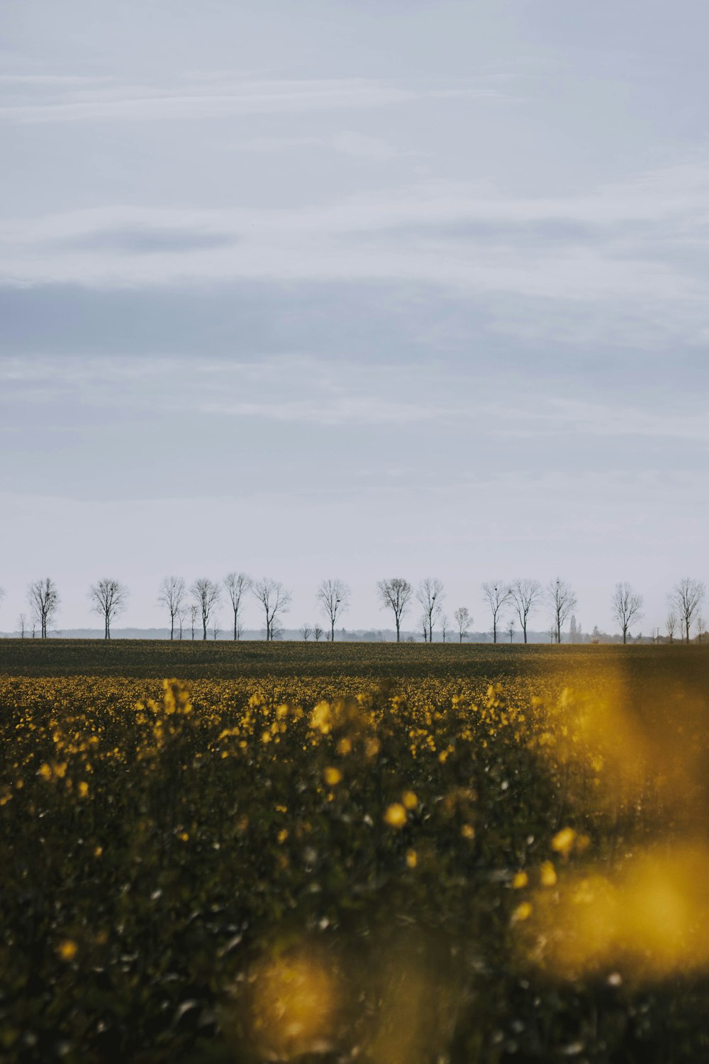 yellow flower field