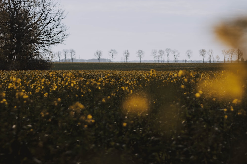 yellow flower field during daytime