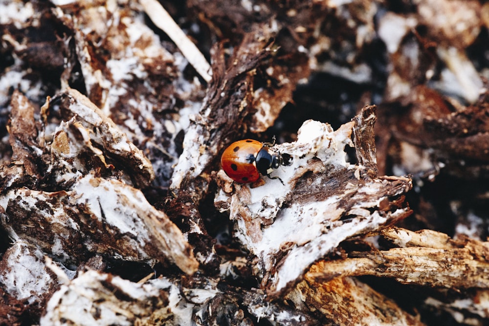 beetle on wood