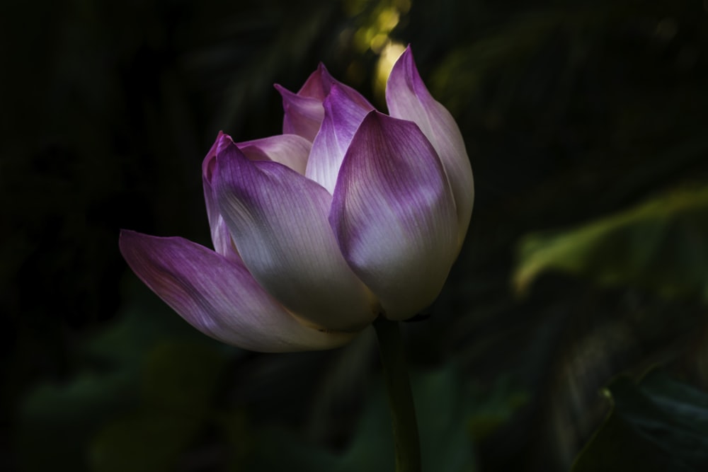 purple and white petaled flower