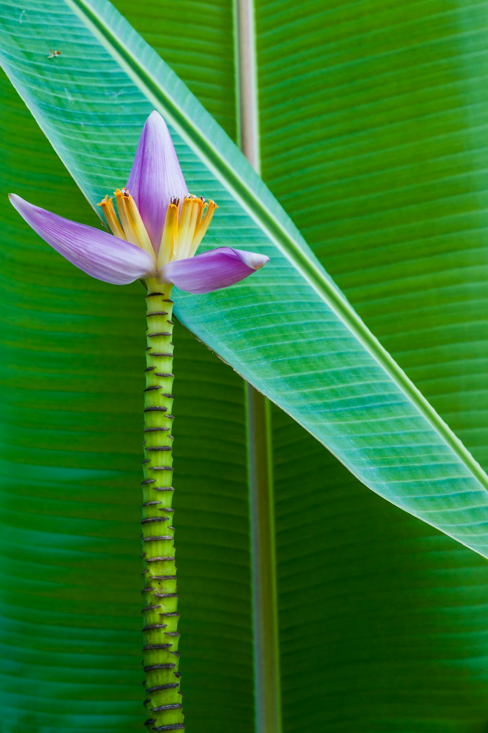 pink and yellow flower