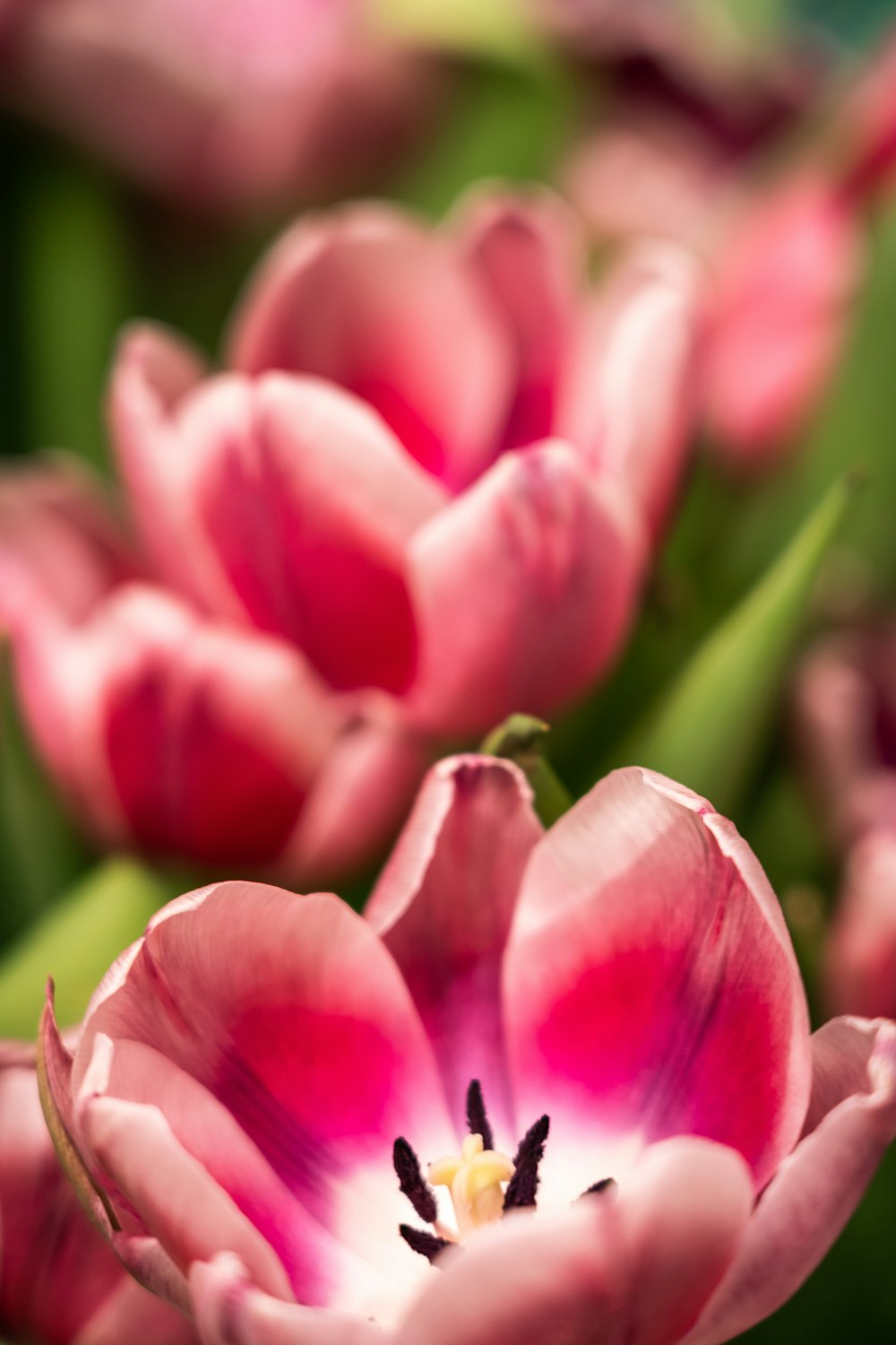 pink tulip flower