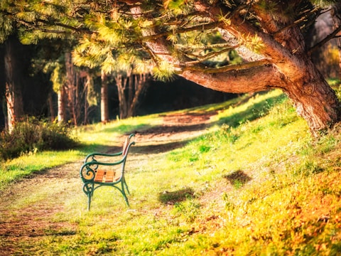 A quiet park bench under a large tree, perfect for thoughtful writing sessions.