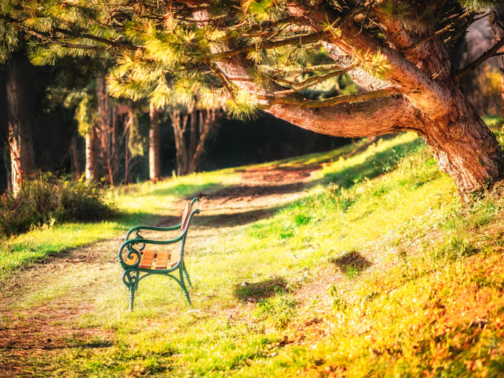 Gentle sunrise over a peaceful park bench surrounded by soft green trees.