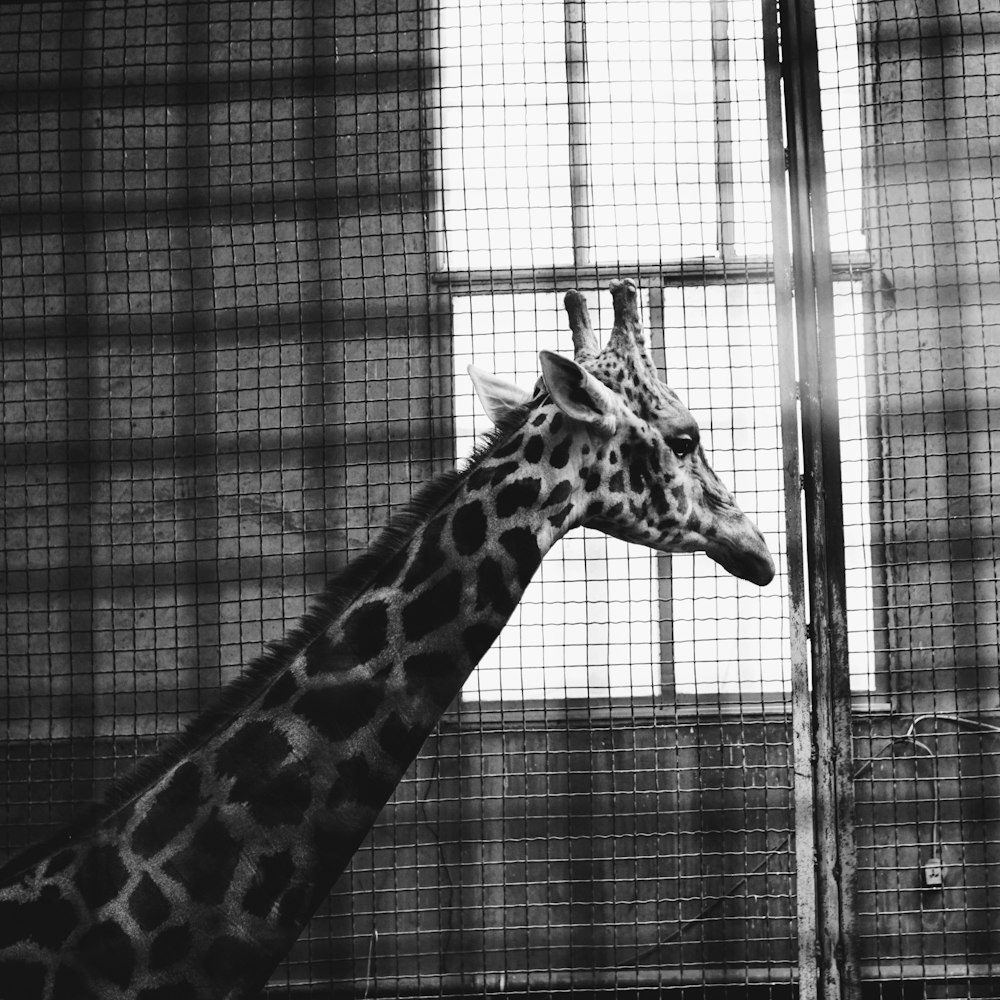 grayscale photo of giraffe