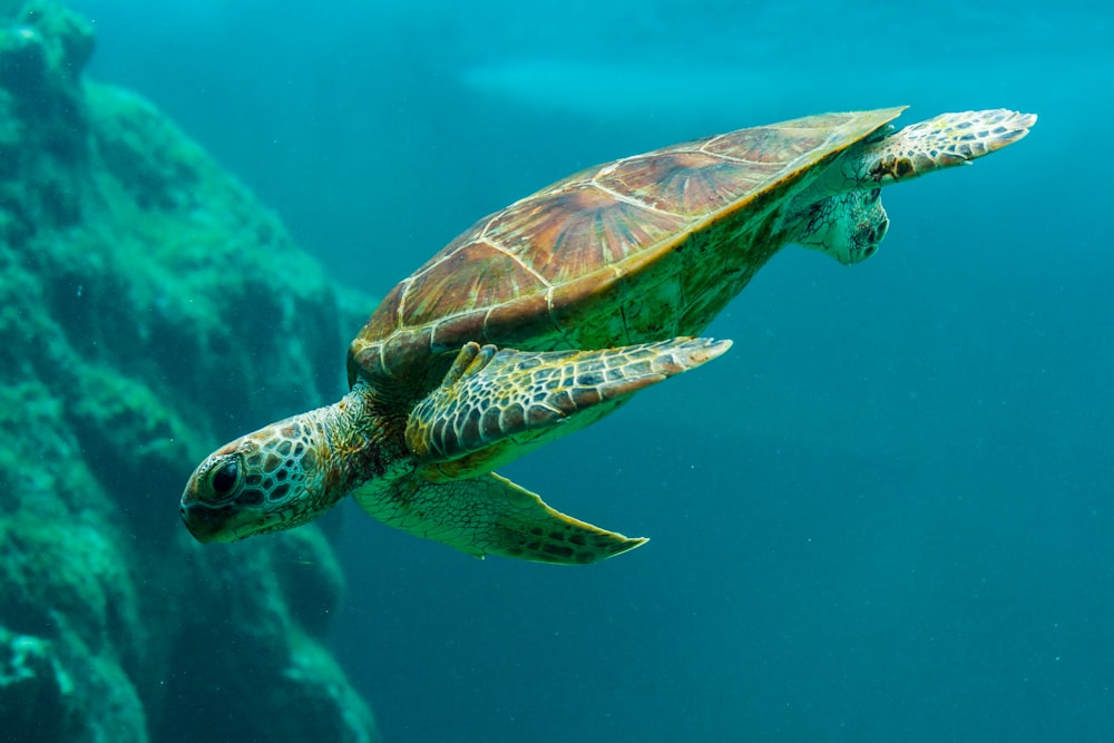 brown turtle underwater