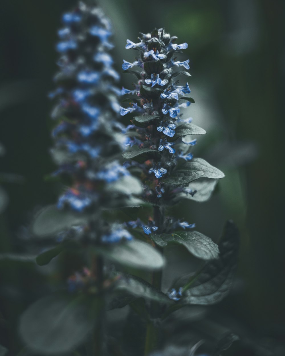 purple flowers