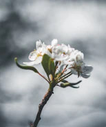 Close-up of delicate flower petals with sharp focus and blurred background.